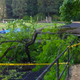 Illustration for article titled This Is The Giant Tree Limb That Hospitalized A Woman In Oregon By Suddenly Falling On Her